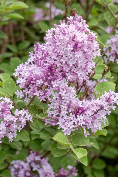 Бузок меєра Флауерфеста Пінк|Syringa meyeri ’Flowerfesta’® Pink|Сирень мейера Флауефеста Пинк